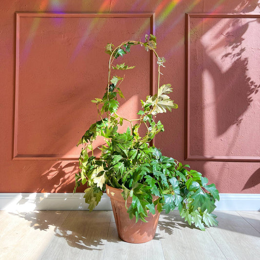 Golden plant stake from metal – Arch