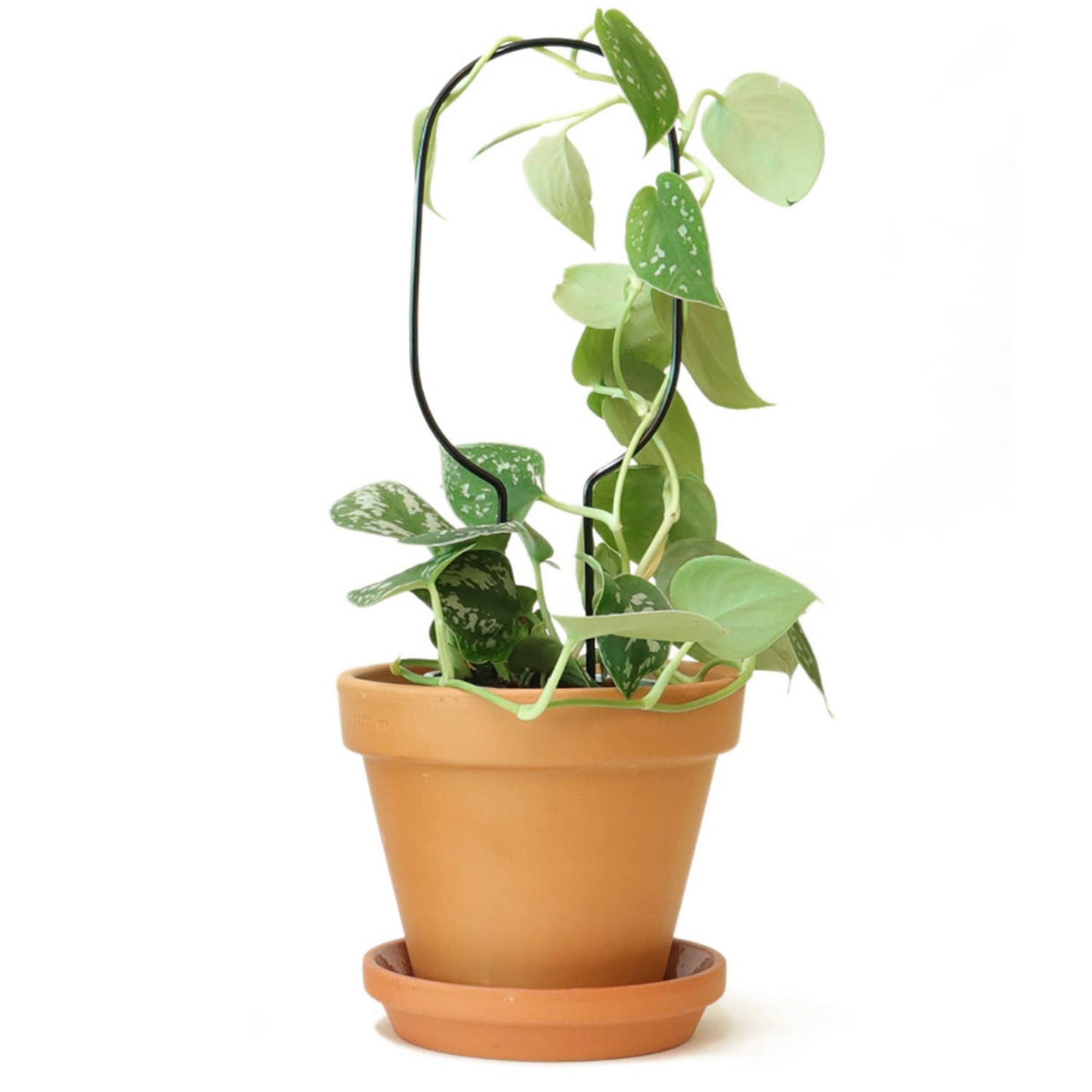 Mini Plant Stake from rust-proof metal - Hoop - Black