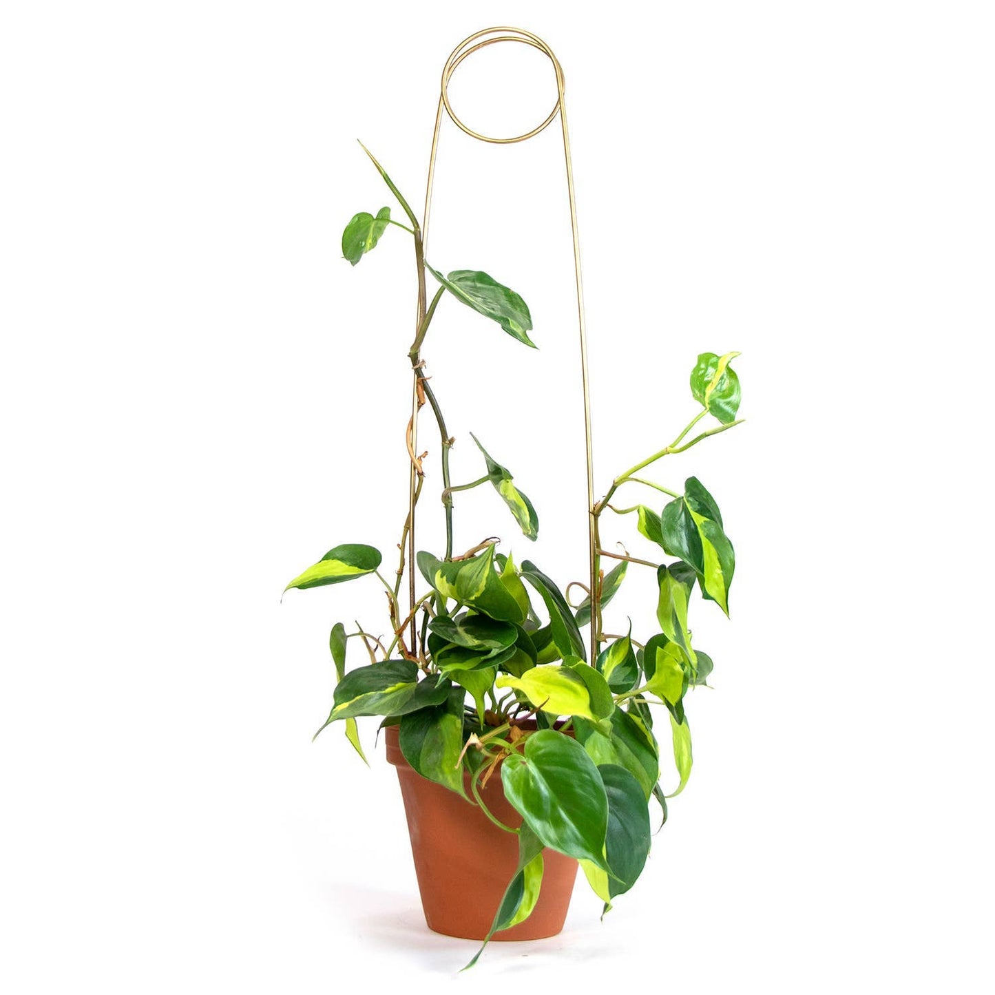 Golden plant stake from metal - Pin
