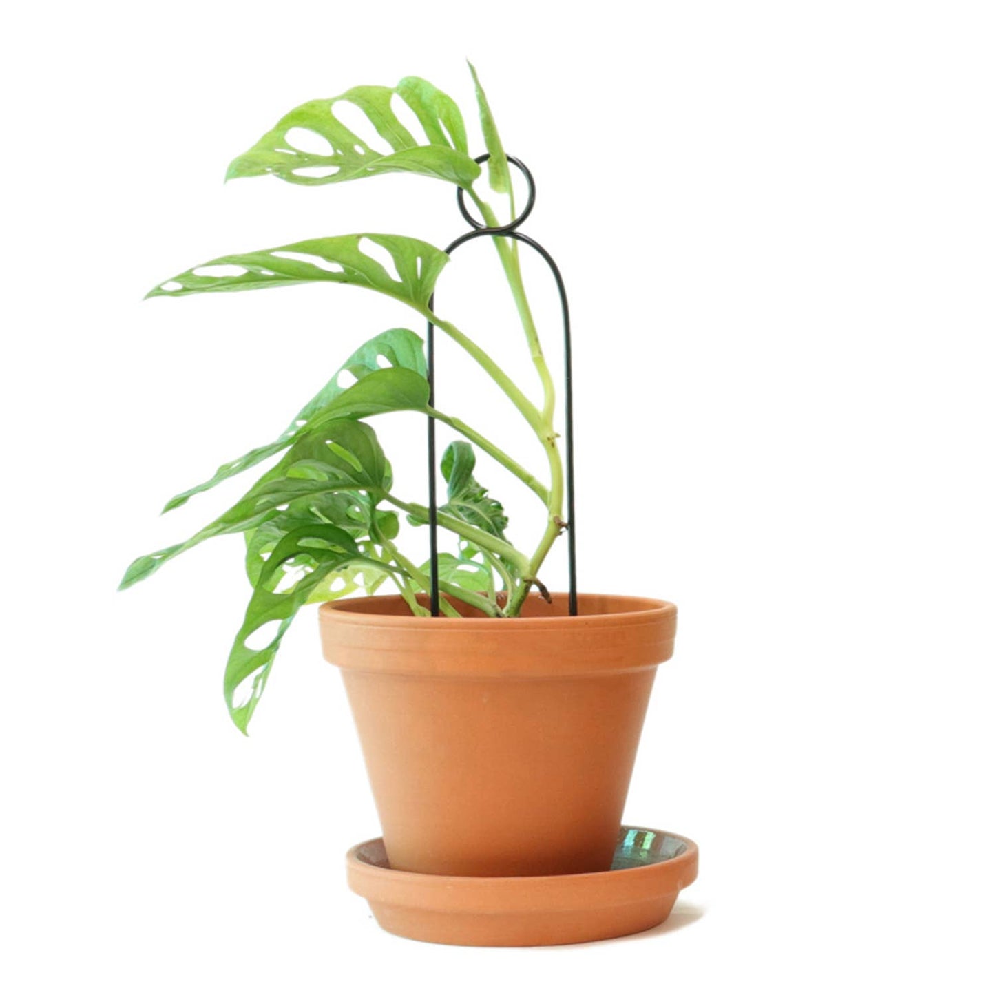 Mini Plant Stake from rust-proof metal - Pompom - Black