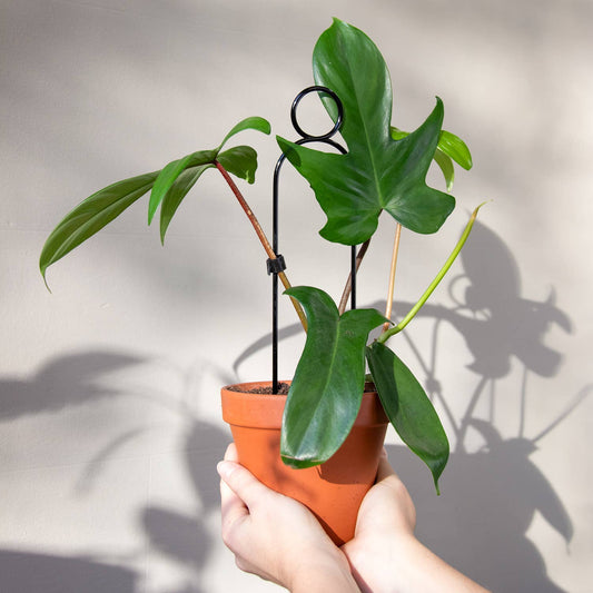 Mini Plant Stake from rust-proof metal - Pompom - Black