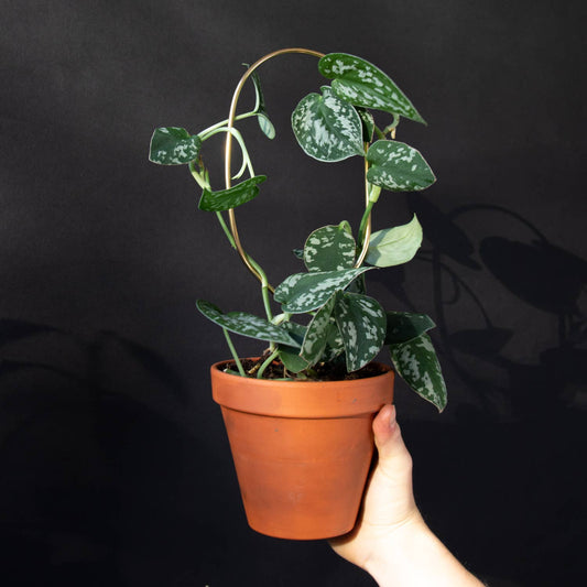 Mini Plant Stake from rust-proof metal - Hoop - Gold