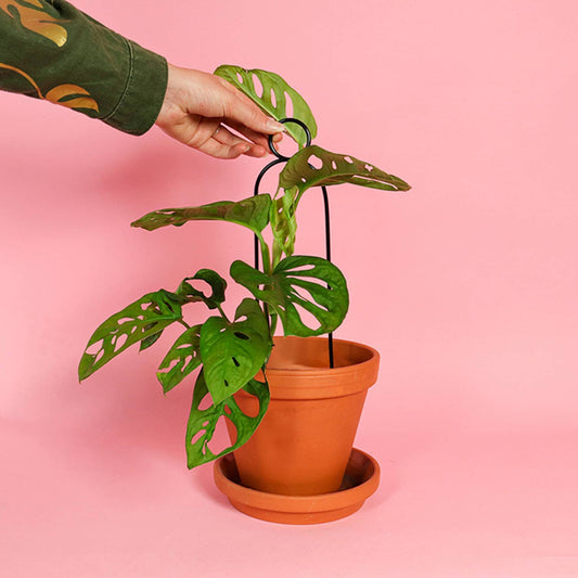 Mini Plant Stake from rust-proof metal - Pompom - Black