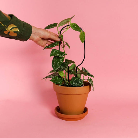 Mini Plant Stake from rust-proof metal - Hoop - Black