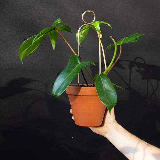 Mini Plant Stake from rust-proof metal - Pompom - Gold