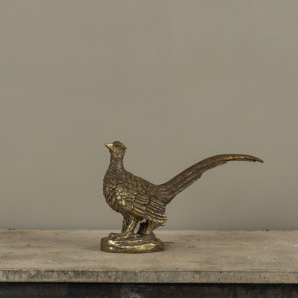 Gold Pheasent