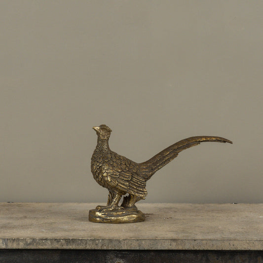 Gold Pheasent