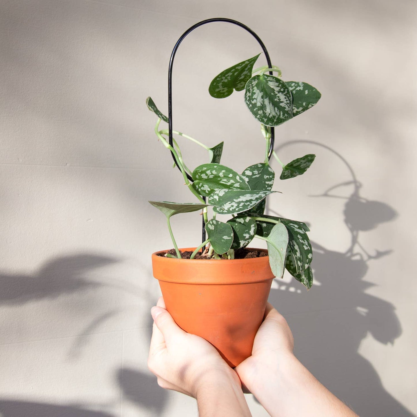 Mini Plant Stake from rust-proof metal - Hoop - Black