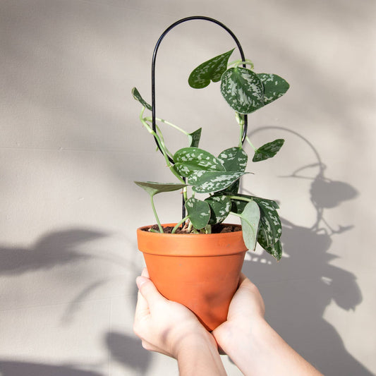 Mini Plant Stake from rust-proof metal - Hoop - Black
