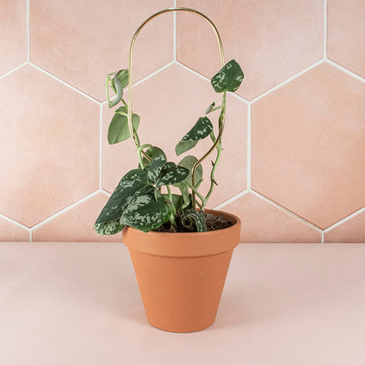 Mini Plant Stake from rust-proof metal - Hoop - Gold
