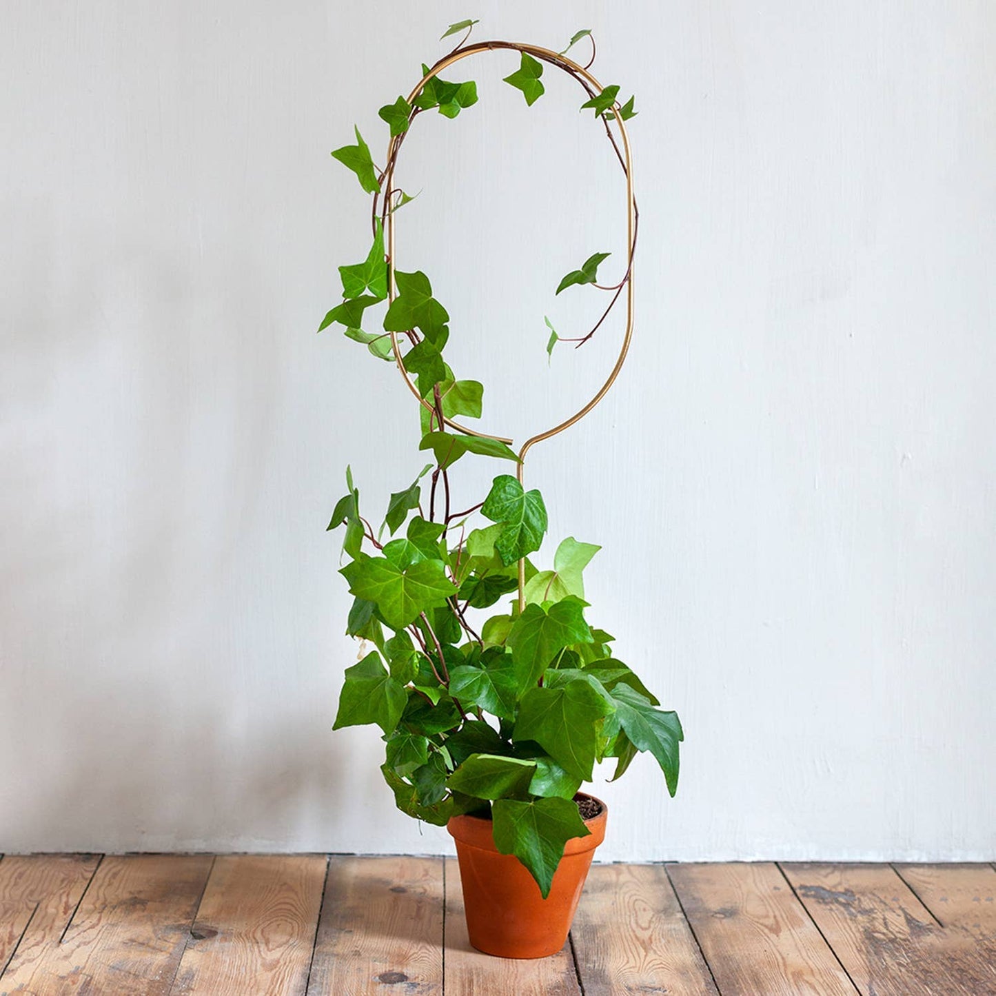 Golden plant stake from metal – Arch