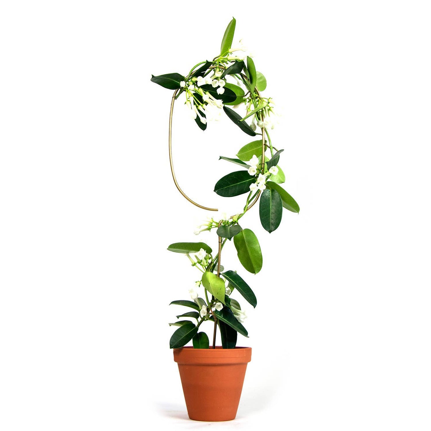 Golden plant stake from metal – Arch
