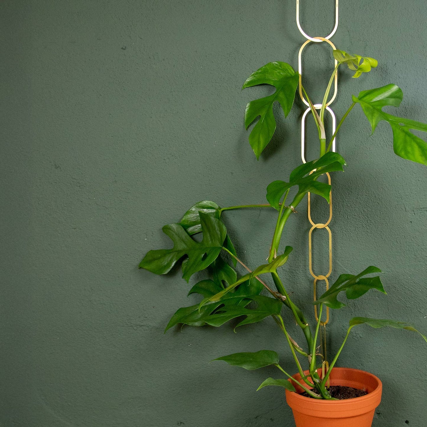 Gold Brass Chain - Plant Support for climbing plants