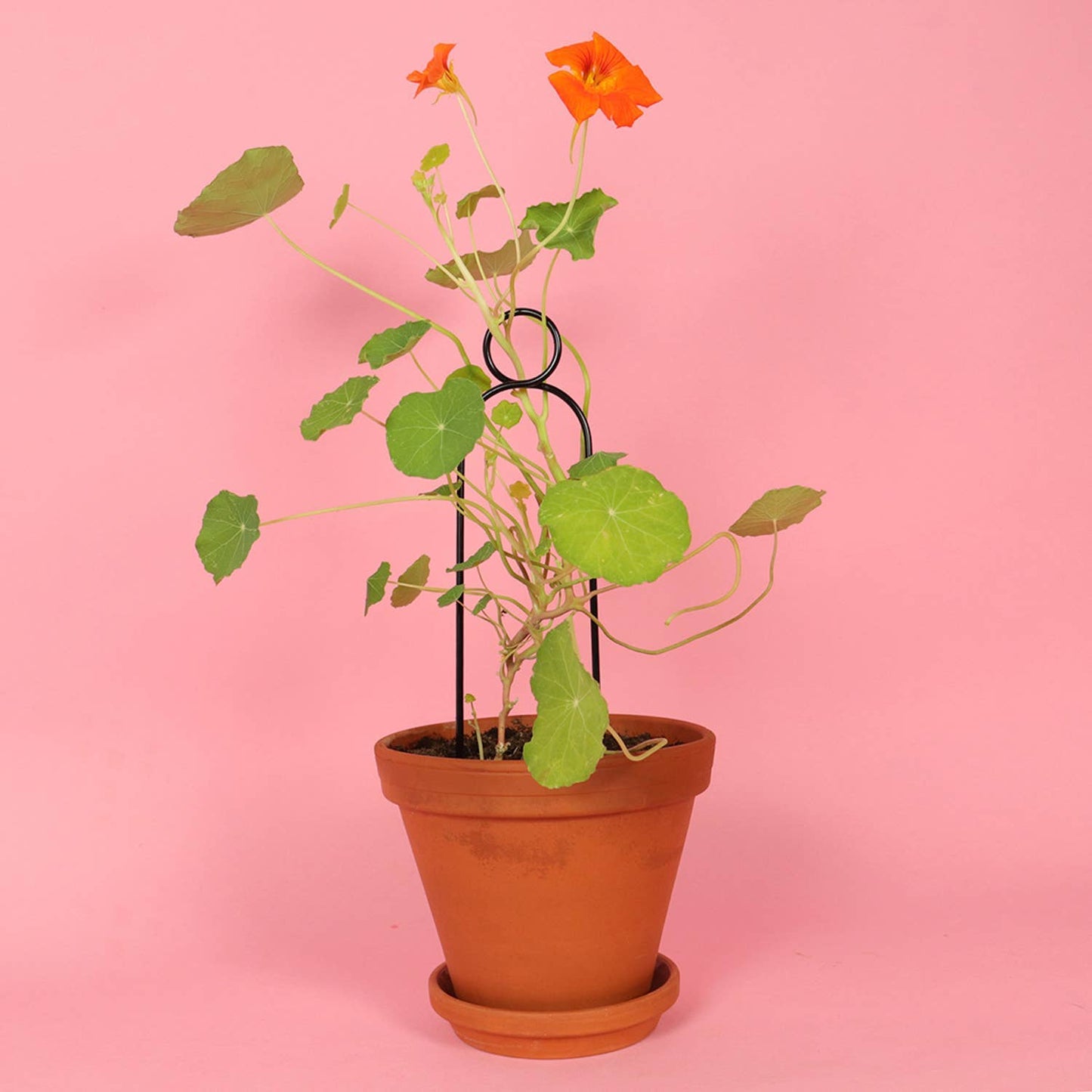 Mini Plant Stake from rust-proof metal - Pompom - Black